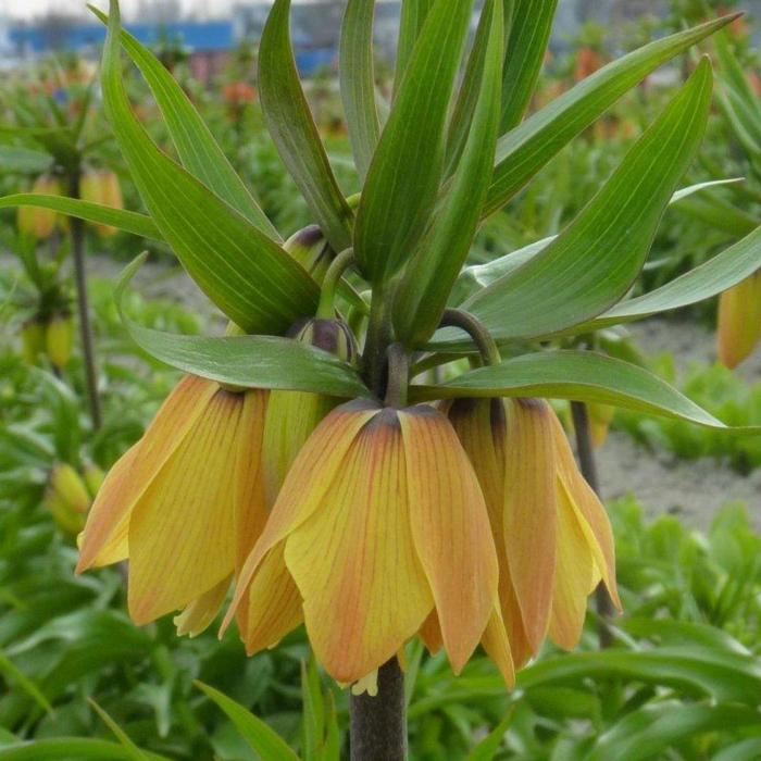 Fritillaria imperialis 'Paradise Beauty' plant