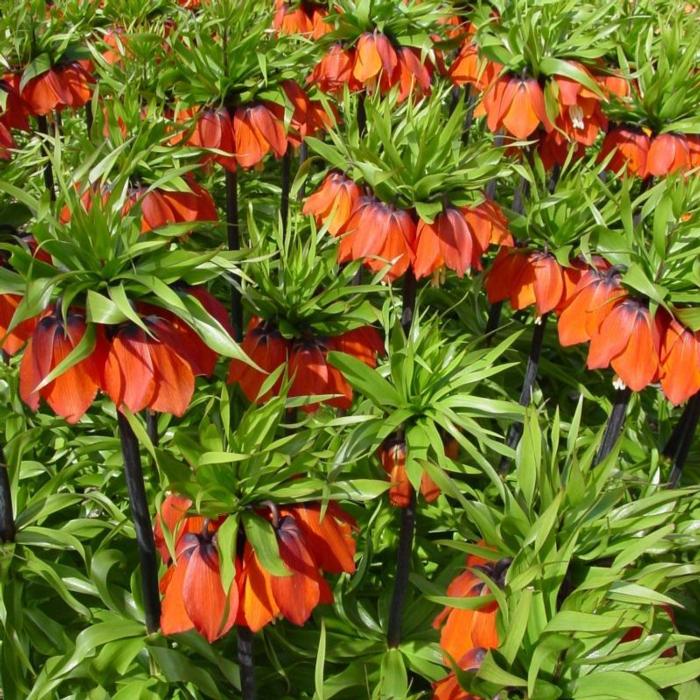 Fritillaria imperialis 'Rubra Maxima' plant