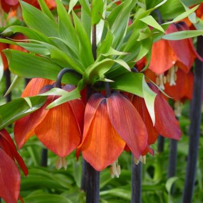 fritillaria-imperialis-rubra-maxima