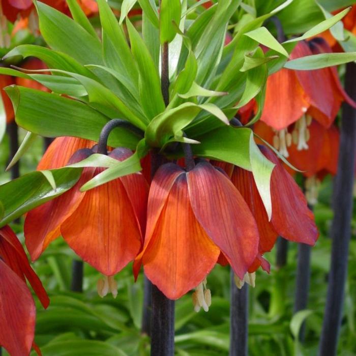 Fritillaria imperialis 'Rubra Maxima' plant