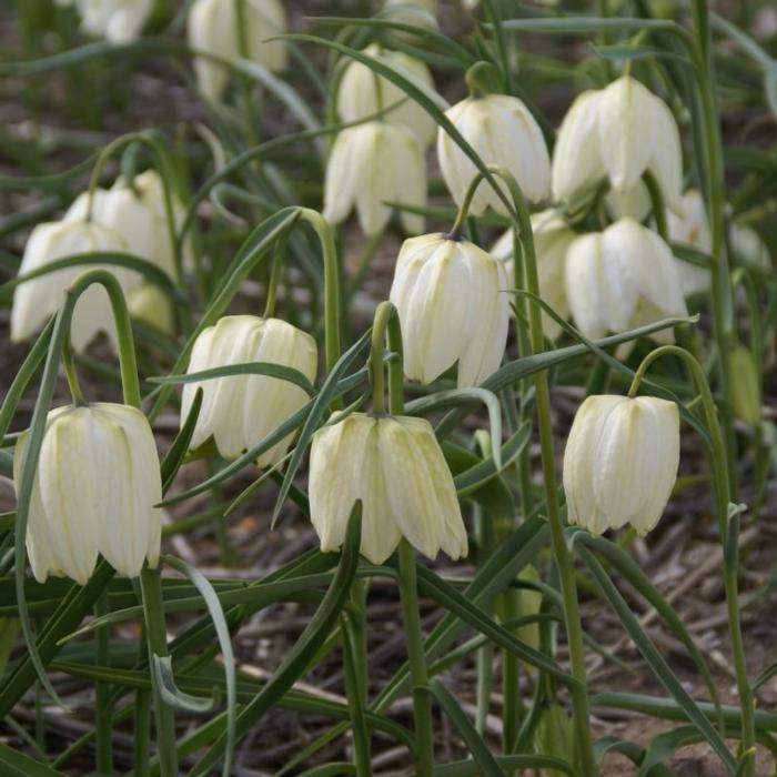 Fritillaria meleagris 'Alba' plant