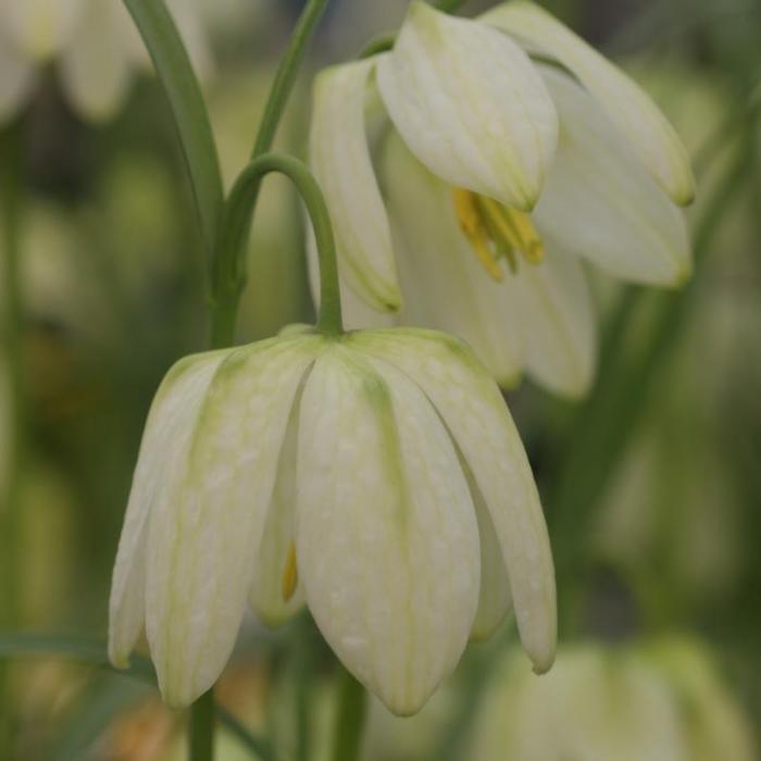 Fritillaria meleagris 'Alba' plant