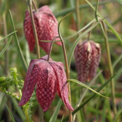 Fritillaria eduardii 'Sunrise' - buy plants at Coolplants