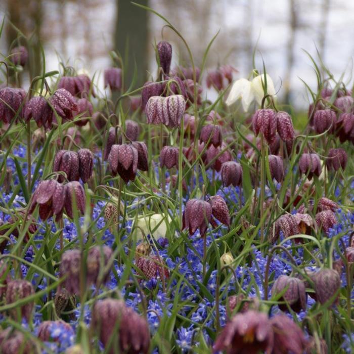 Fritillaria meleagris plant