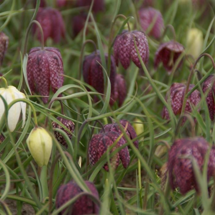 Fritillaria meleagris plant