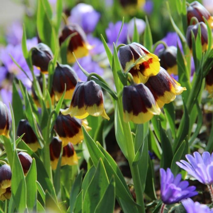 Fritillaria michailovskyi plant