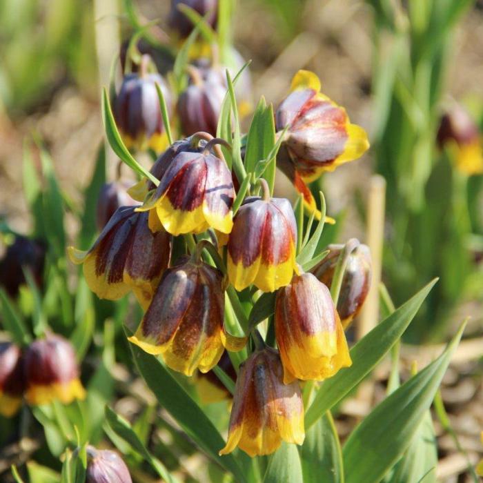 Fritillaria michailovskyi plant