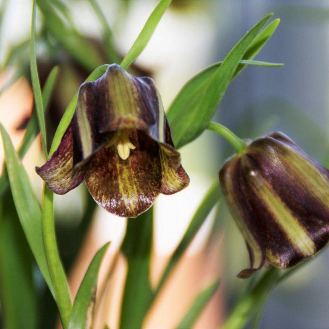 Fritillaria olivieri plant