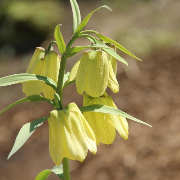 Fritillaria pallidiflora plant