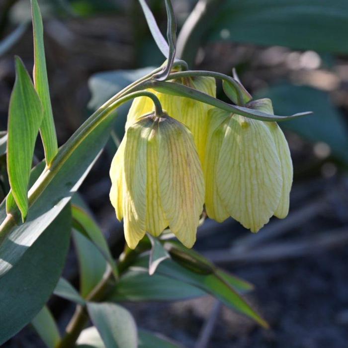 Fritillaria pallidiflora plant