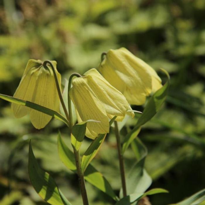 Fritillaria pallidiflora plant