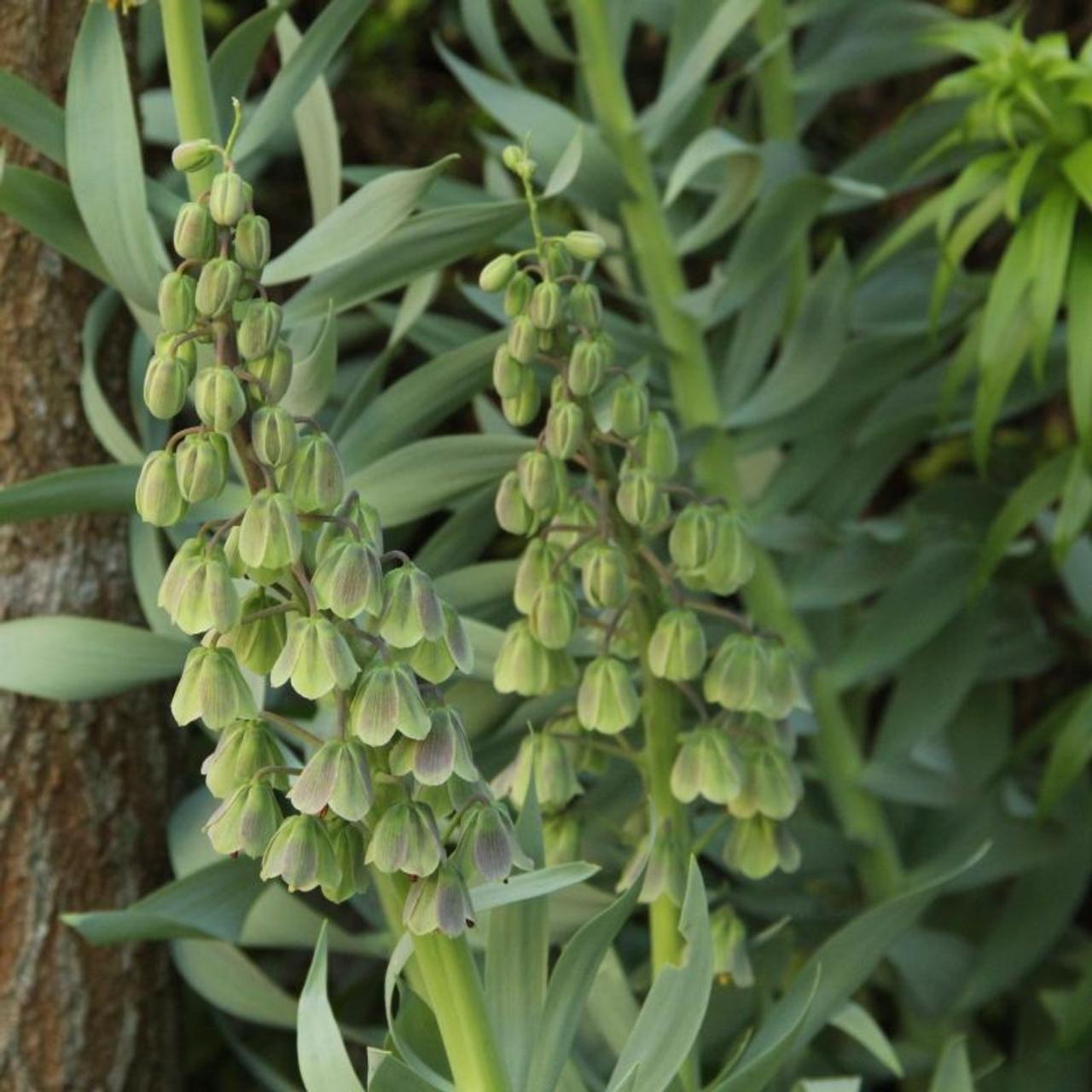 Fritillaria persica 'Green Dreams' plant