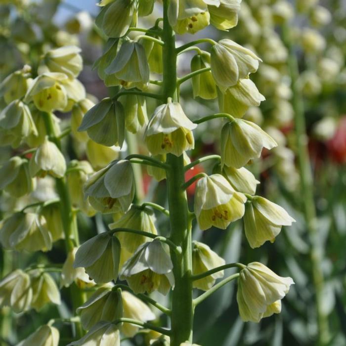 Fritillaria persica 'Ivory Bells' plant