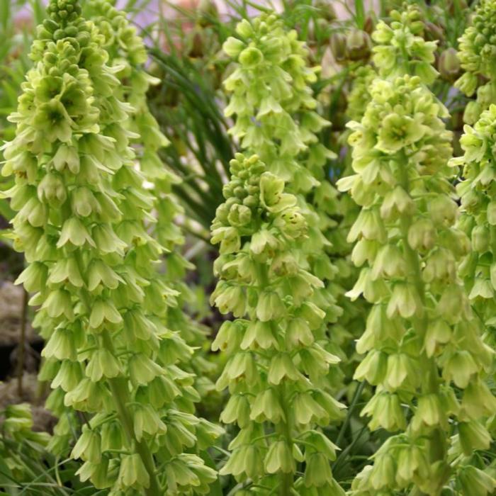 Fritillaria persica 'Ivory Bells' plant