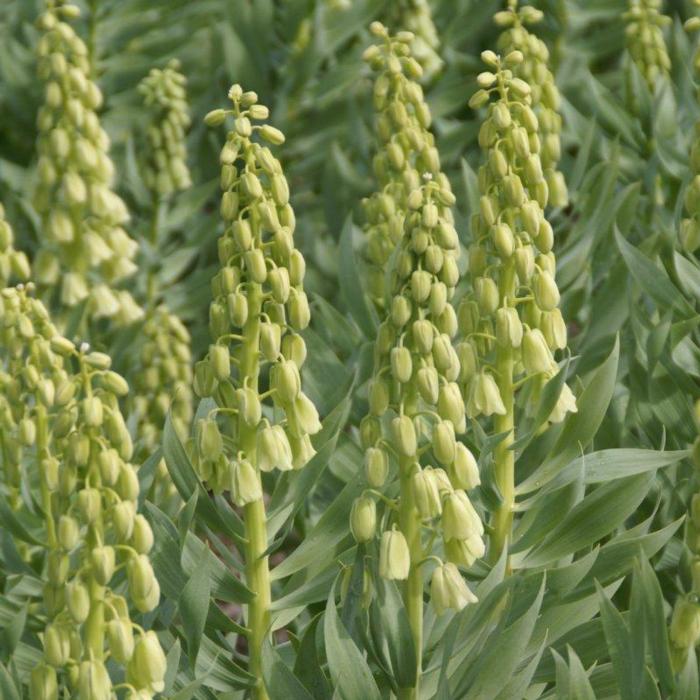 Fritillaria persica 'Ivory Bells' plant