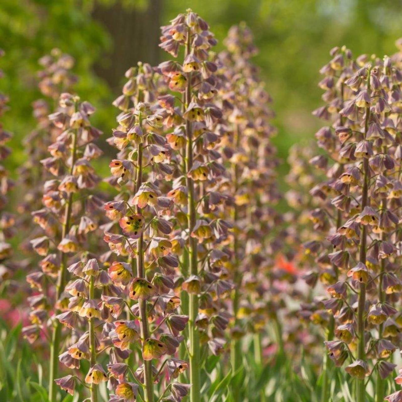 Fritillaria persica 'Magic Bells' plant