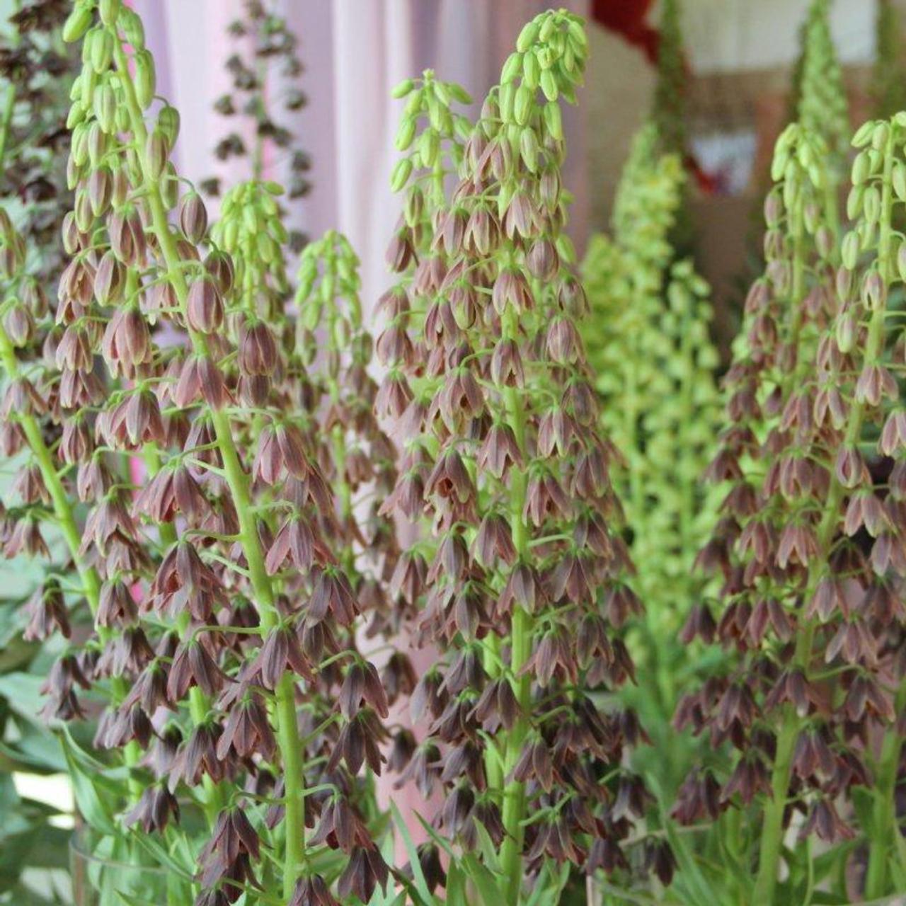 Fritillaria persica 'Minaret' plant