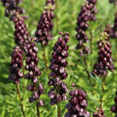 fritillaria-persica-purple-dynamite