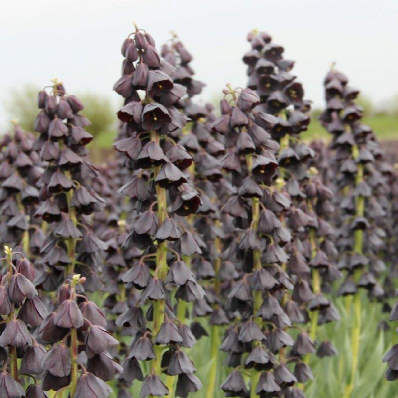 Fritillaria persica 'Twin Tower Tribute' plant