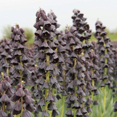 fritillaria-persica-twin-tower-tribute