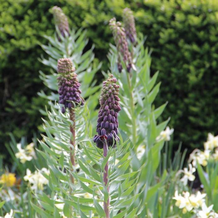 Fritillaria persica plant