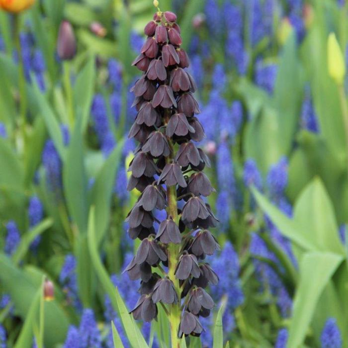 Fritillaria persica plant