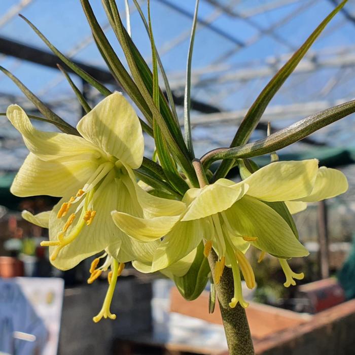 Fritillaria radeana plant