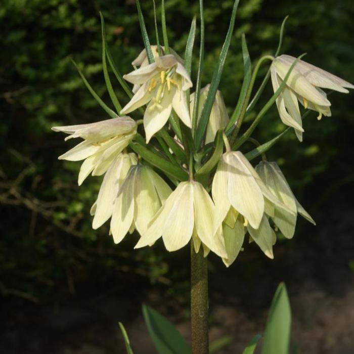 Fritillaria radeana plant