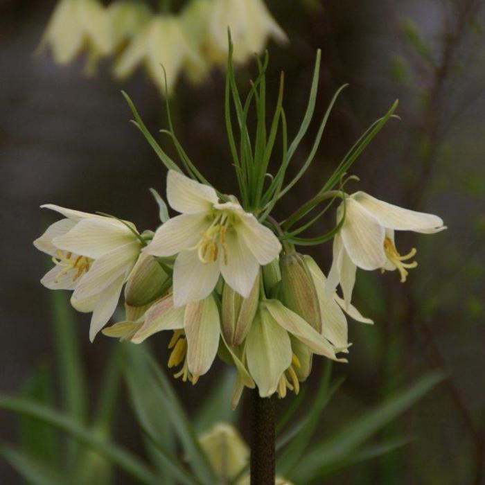 Fritillaria radeana plant