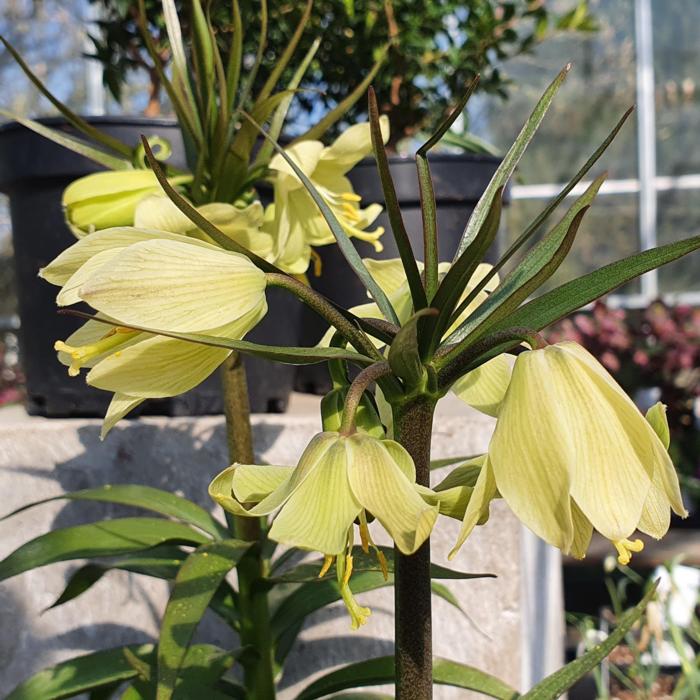 Fritillaria radeana plant