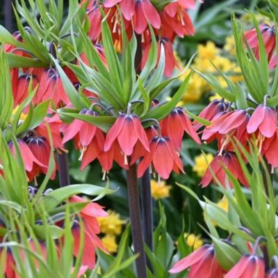 fritillaria-red-beauty