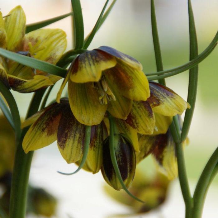 Fritillaria reuteri plant