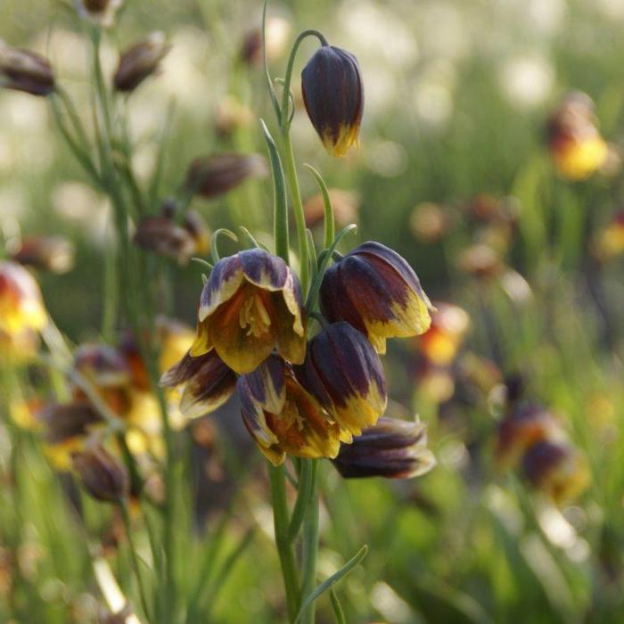 Fritillaria reuteri plant