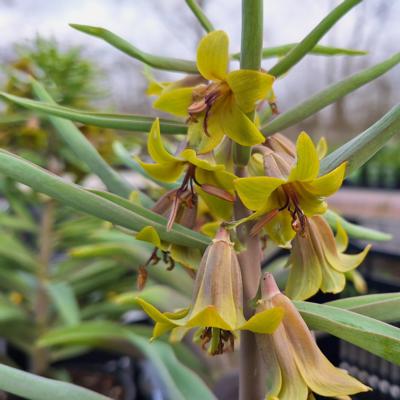 fritillaria-sewerzowii-green-eyes