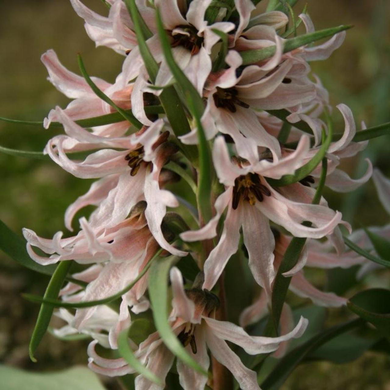 Fritillaria stenanthera plant