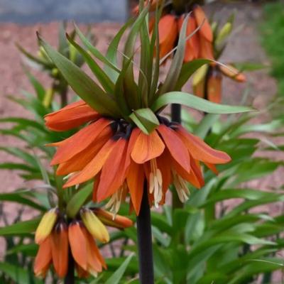 fritillaria-sunset