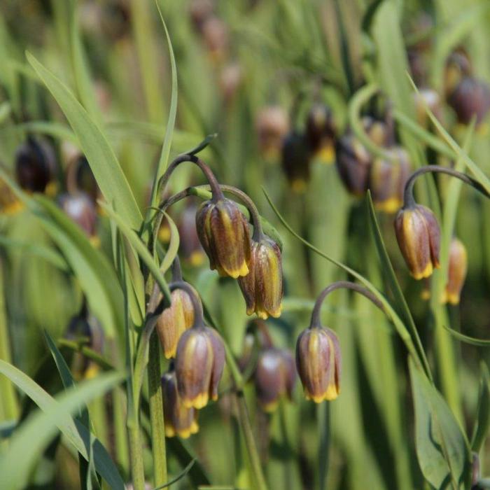 Fritillaria uva-vulpis plant