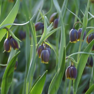 fritillaria-uvavulpis