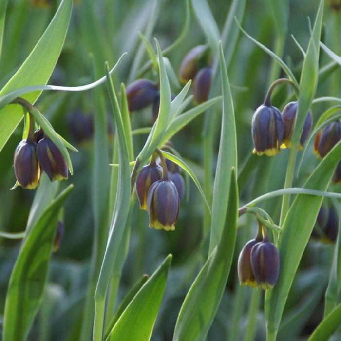 Fritillaria uva-vulpis plant