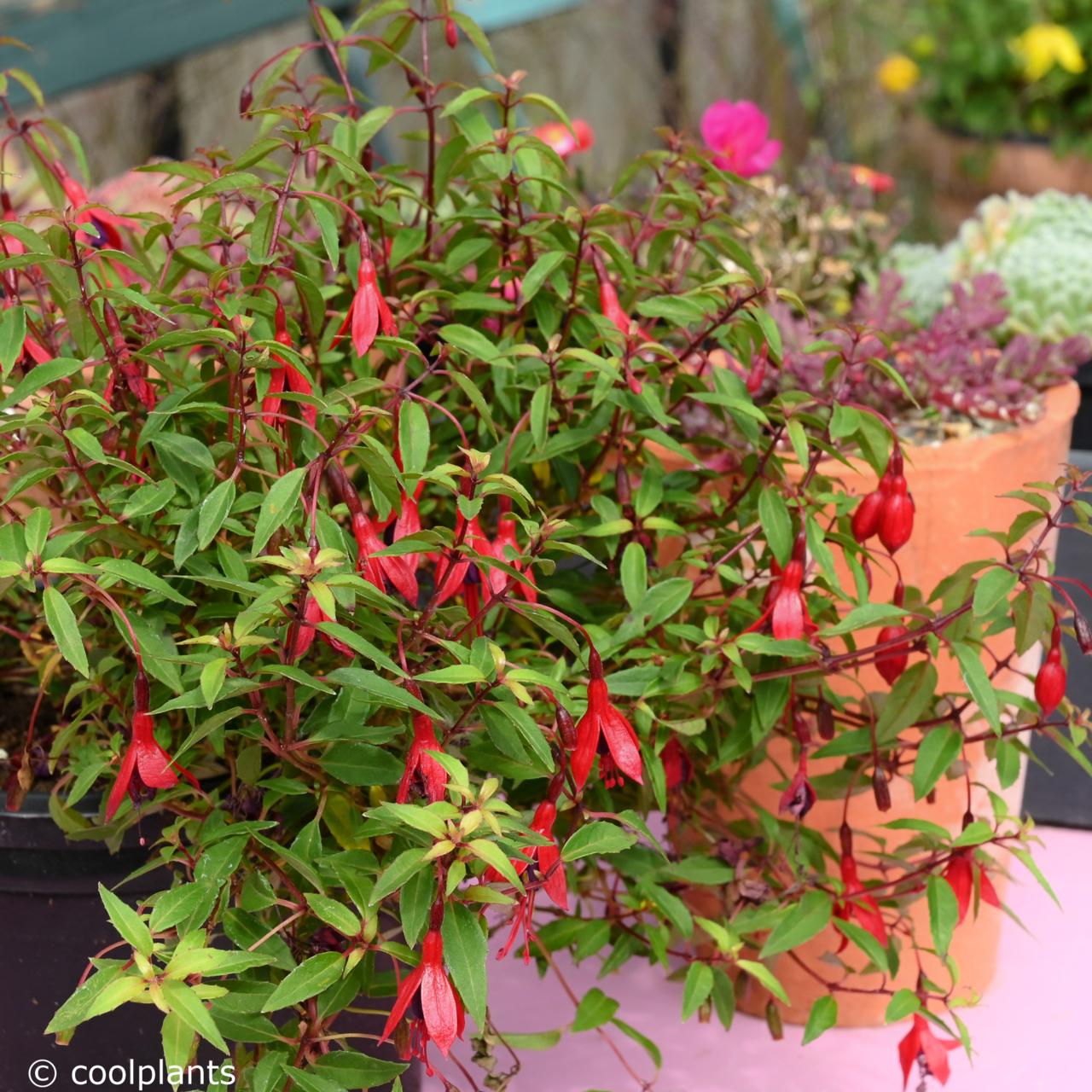 Fuchsia magellanica var. pumila - planten bij Coolplants