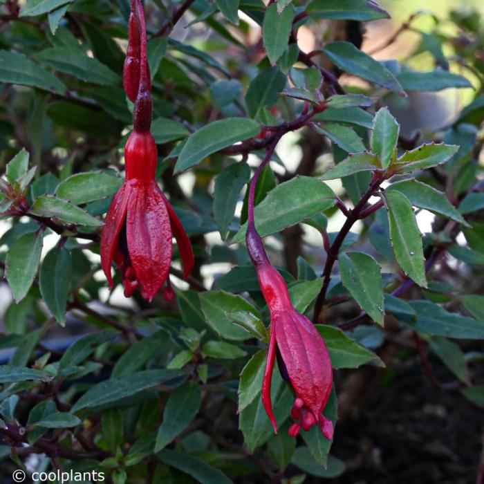 Fuchsia magellanica var. pumila plant