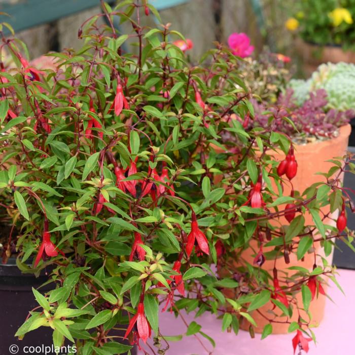 Fuchsia magellanica var. pumila plant