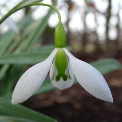 galanthus-acton-pigot-no-3_400.jpeg