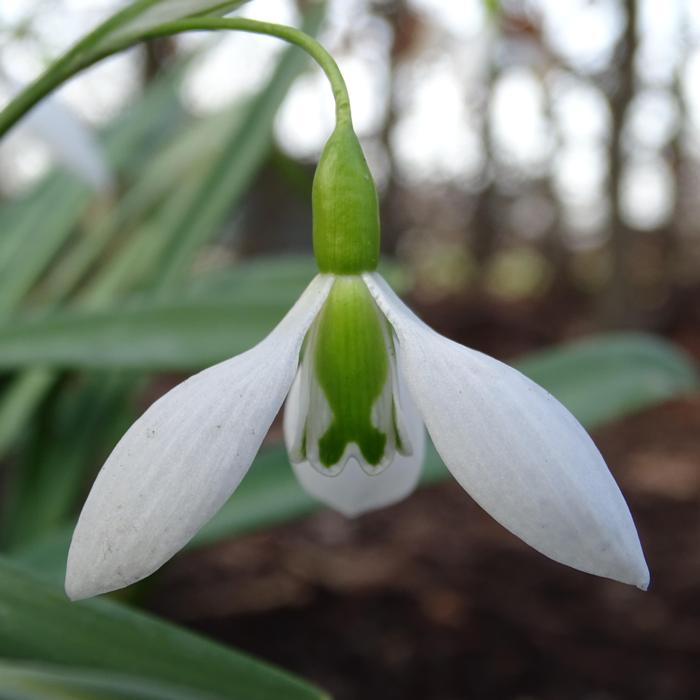 Galanthus 'Acton Pigot No. 3'