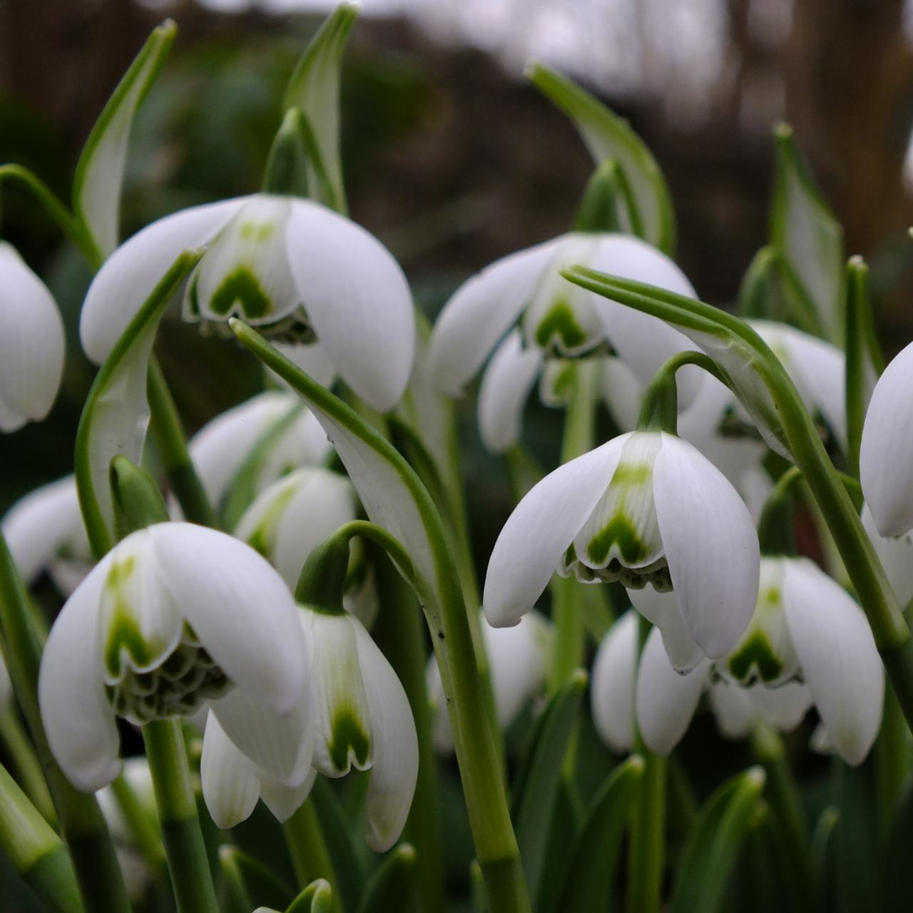 Galanthus 'Ailwyn' plant