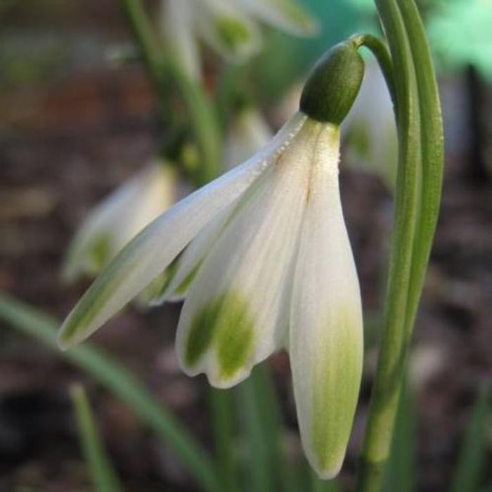 Galanthus 'Alan's Treat'