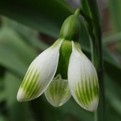 galanthus-alpha-green-bees