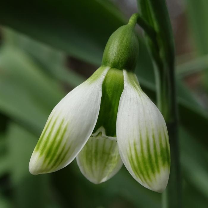 Galanthus 'Alpha Green Bees' plant
