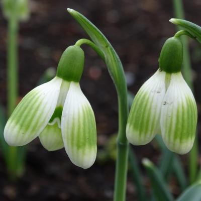 galanthus-alpha-green-lantern_400.jpeg