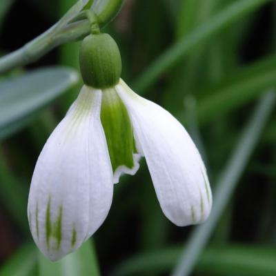 galanthus-alpha-kiwi-ice-cream_400.jpeg